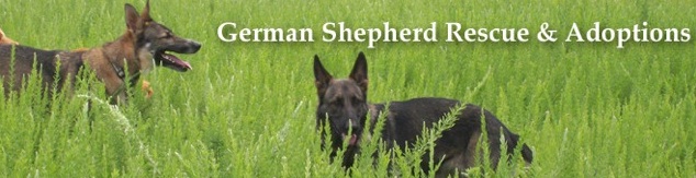 German Shepherd Rescue Adoptions